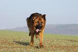 BERGER ALLEMAND 901